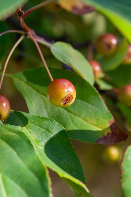 中国的对决 中国的对决