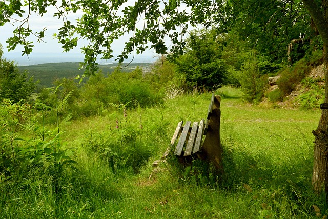 心路历程毫 心路历程毫